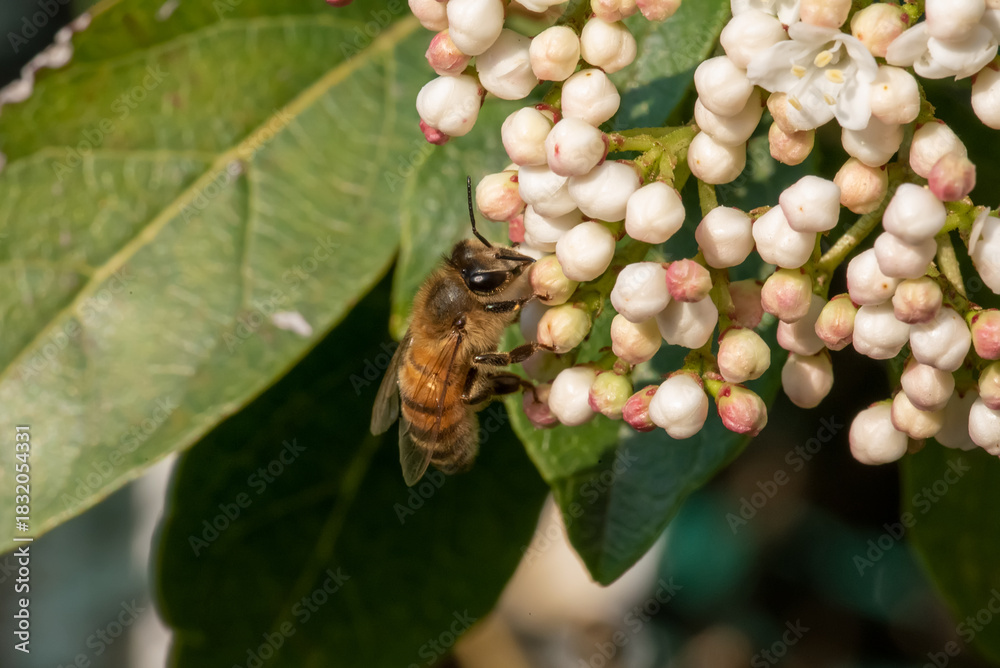 custom made wallpaper toronto digitalA honeybee gathering nectar from a cluster of white and pink-tinged blossoms, showcasing nature’s intricate beauty