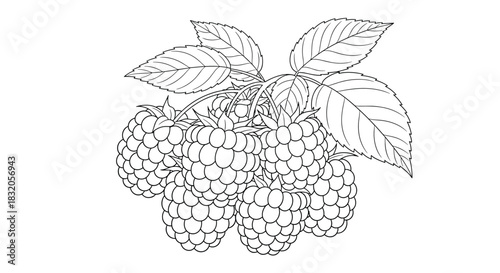 A beautiful botanical line art illustration of a raspberry branch with lush berries and detailed leaves, perfect for a coloring page.