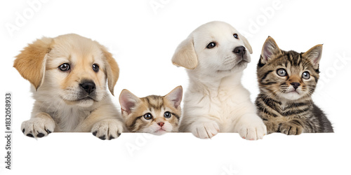 Group of adorable puppies and kittens posing together with their paws over a white board, isolated on white background, looking at camera
