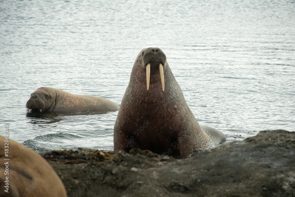 Fototapeta premium Morse, Odobenus rosmarus, Spitzberg, Svalbard, Norvège