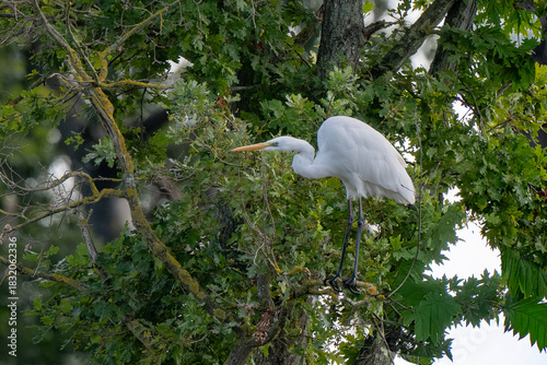 Grande Aigrette