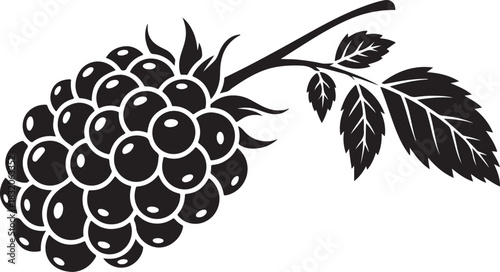 Blackberry illustration detailed woodcut style image of a ripe blackberry on a stem