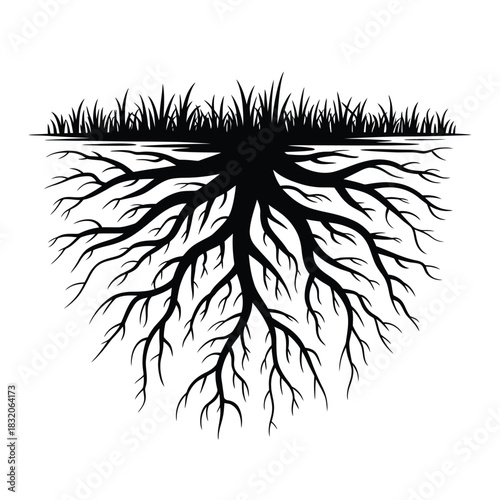 Detailed illustration of grass roots spreading underground in black and white