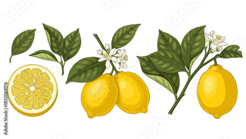 Collection of realistic lemon fruit, leaves, and blossoms on branch isolated on for graphic design and illustration