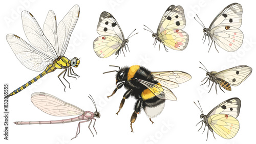 Collection of various flying insect illustrations including a dragonfly, damselfly, bumblebee, and several small white butterflies isolated on