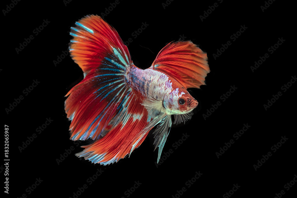 Fototapeta premium Siamese fighting fish movement isolated on black background