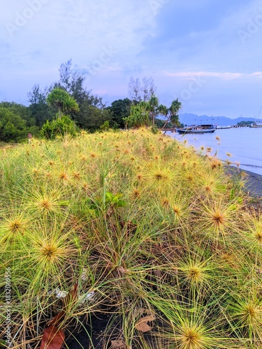 Lush Coastal Vegetation with Serene Water Views at Dusk, Showcasing Unique Plant Life and a Calm Aquatic Setting for a