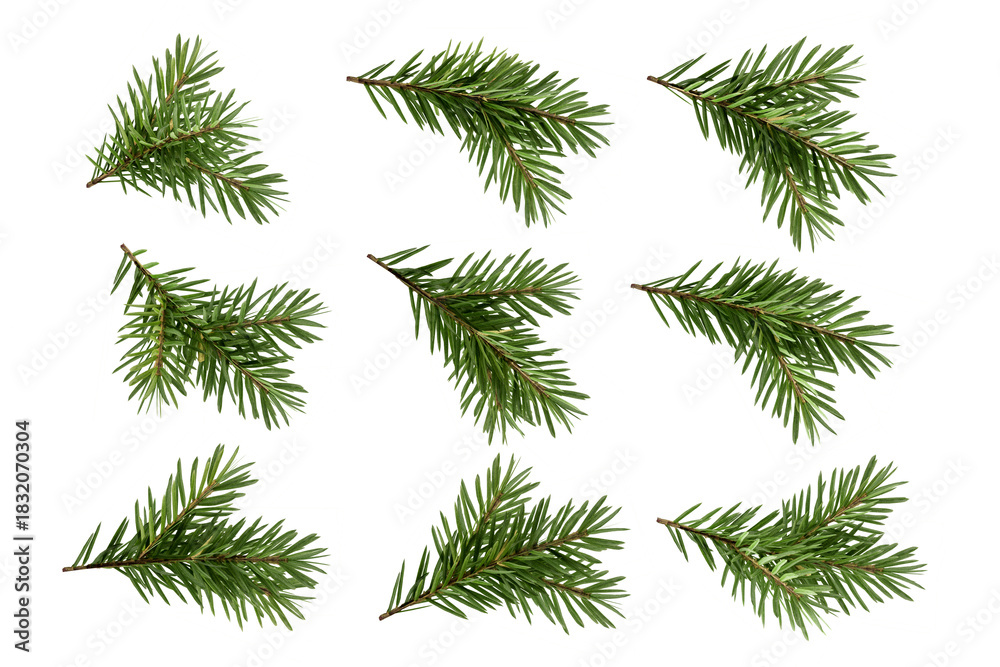 Fototapeta premium set of christmas fir branches isolated on white