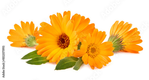 Calendula. Flowers  isolated on white background.