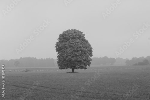 Baum im Nebel