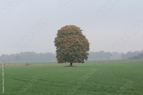 Baum im Nebel