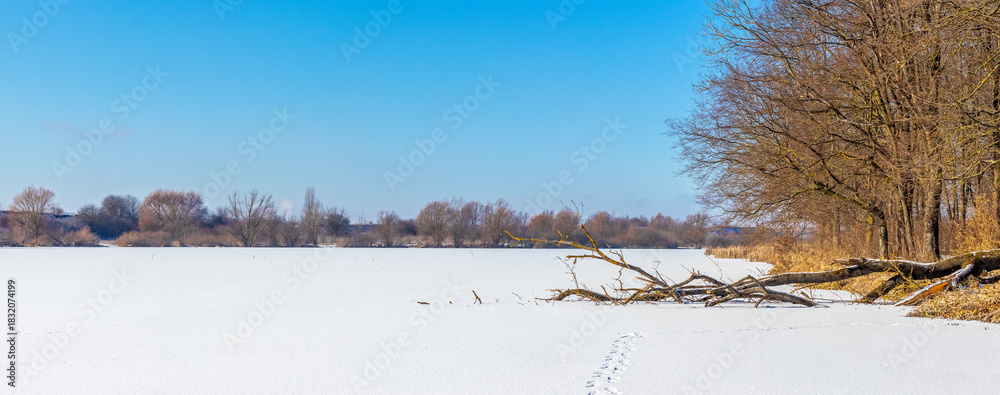 Naklejka premium Panoramic winter landscape with a frozen snow-covered lake, a fallen tree on the shore, footprints in the snow and a line of bare trees on the horizon under a bright blue sky