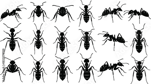 Ant silhouette collection, black vector icons showing insect posture variations, species diversity, entomology study, pest control, and biological illustration design