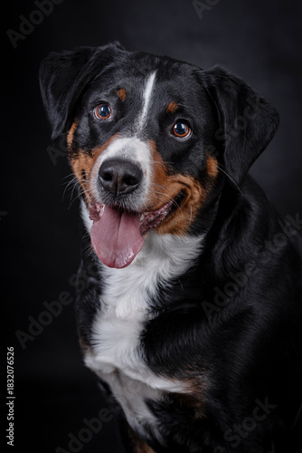 the Appenzeller dog photo portrait