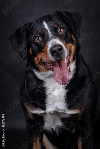 the Appenzeller dog photo portrait