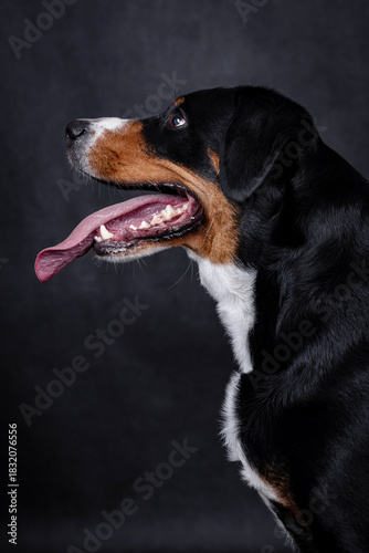 the Appenzeller dog photo portrait