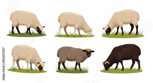 Various sheep illustrations on a white background, some grazing on green grass and one standing, showcasing different wool colors and breeds.