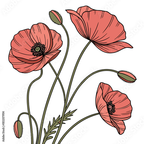 Delicate coral pink poppies bloom with buds and green stems on a white background