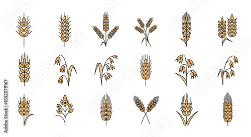 A collection of stylized vector illustrations featuring various grain types like wheat and oats, perfect for food, agriculture, and harvest-themed designs.