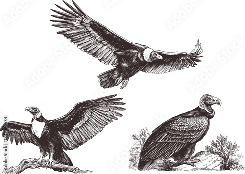 Turkey Sketch Vector, Hand Drawn Bird Illustration, Farm Animal Line Art, Detailed Vintage Engraving Style, Wild Turkey Drawing