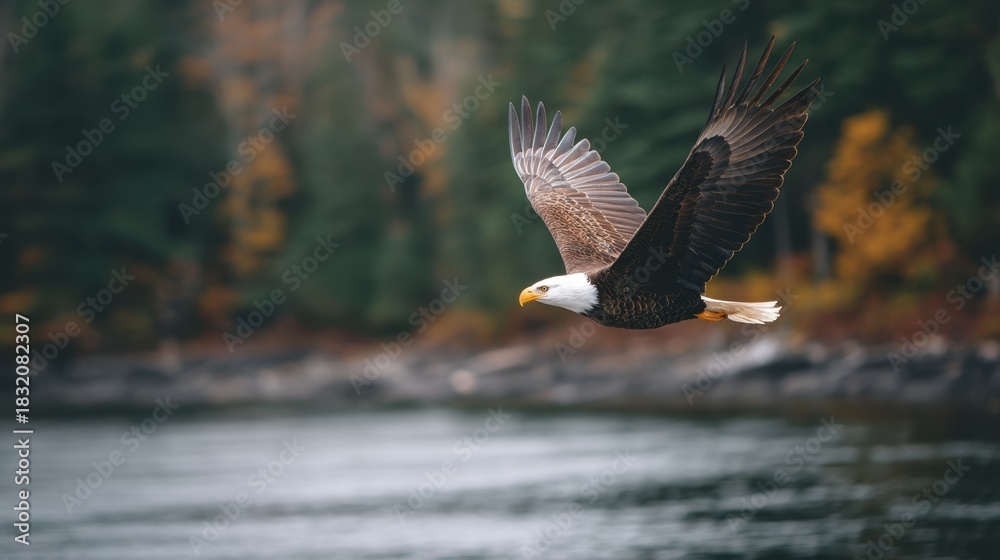 Obraz premium Bald eagle flying over natural water with blurred forest in background. Majestic wildlife bird in flight. Nature freedom concept.