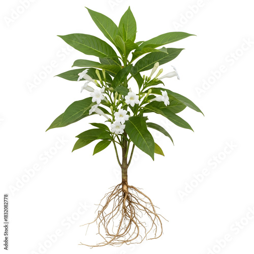 Ikshura leaf mature plant with white tubular flowers