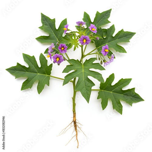 Kantakari leaf mature plant with roots and purple tubular flowers