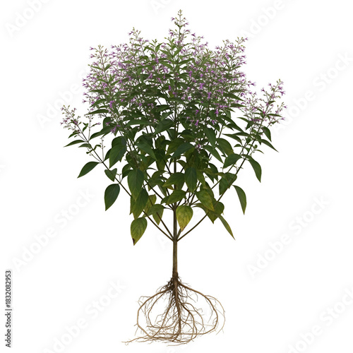 Kalmegh mature plant with roots and small purple flowers