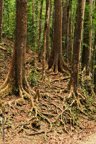 Closer look at the trunks and roots of a few of the many mahagony trees in the Bilar Man Made Forest on the Island of Bohol, Philippines