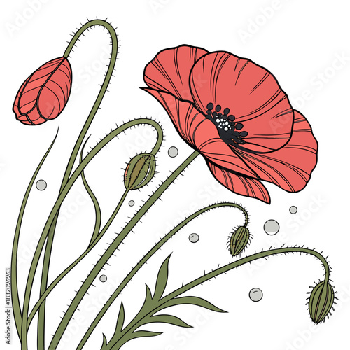 Vibrant red poppies in bloom with unopened buds and delicate green stems on white background