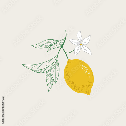 Illustration of lemon tree branch with fruits, leaves and flowers