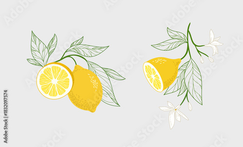 Illustration of lemon tree branch with fruits, leaves and flowers