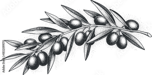 A detailed illustration of an olive branch with leaves and fruits in black and white vintage vector style, perfect for organic food branding