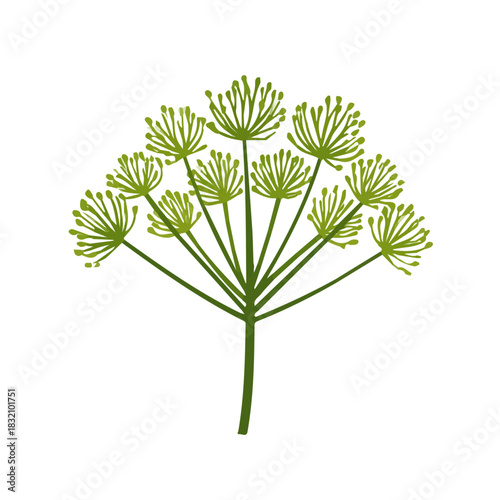 Clipart set, Attractive Minimalist illustration, simple illustration with EPS format design of a dill herb isolated on white and transparent background