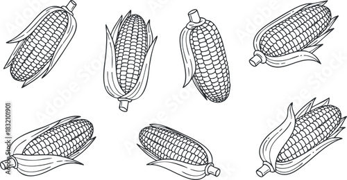 A collection of six corn cobs in black and white outline vector style, perfect for agricultural themes and food illustrations.