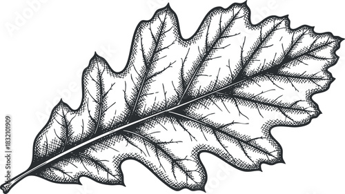 An intricately detailed sketch of an oak leaf in black and white outline style, perfect for nature-themed designs