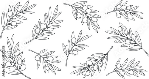 A collection of olive branches with leaves and fruits in black and white outline vector style, ideal for culinary design and organic product branding