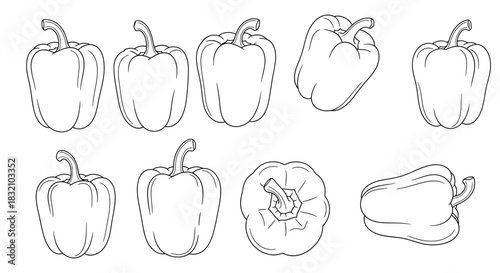 Bell pepper outline drawing vector illustration clip art