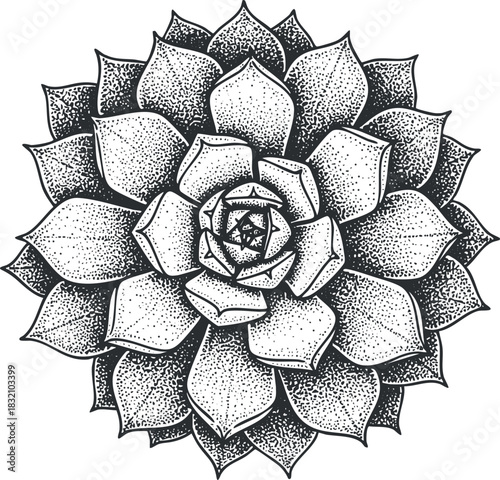 A detailed illustration of a succulent plant in black and white vintage style, ideal for botanical art and home decor