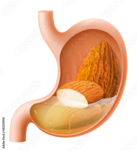 Human Stomach with almond. The stomach digests almonds . A stomach filled with healthy food with protein. Proper nutrition. Realistic 3d Vector illustration. Food digestion process illustration