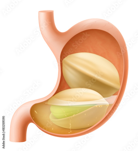 Human Stomach with pistachio. The stomach digests pistachio. A stomach filled with healthy food with protein. Proper nutrition. Realistic 3d Vector illustration. Food digestion process illustration