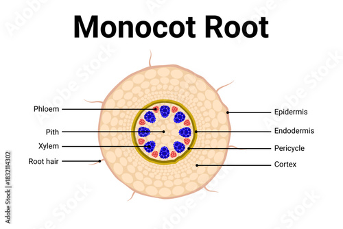 Diagram of Monocot root anatomy for education 