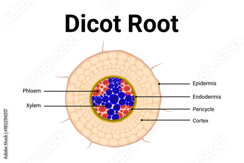 Diagram of Dicot root anatomy for education 
