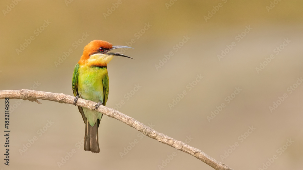 Fototapeta premium A Chestnut-headed bee-eater (Merops leschenaulti) sitting on a branch in a blurred forest background. West Bengal, India