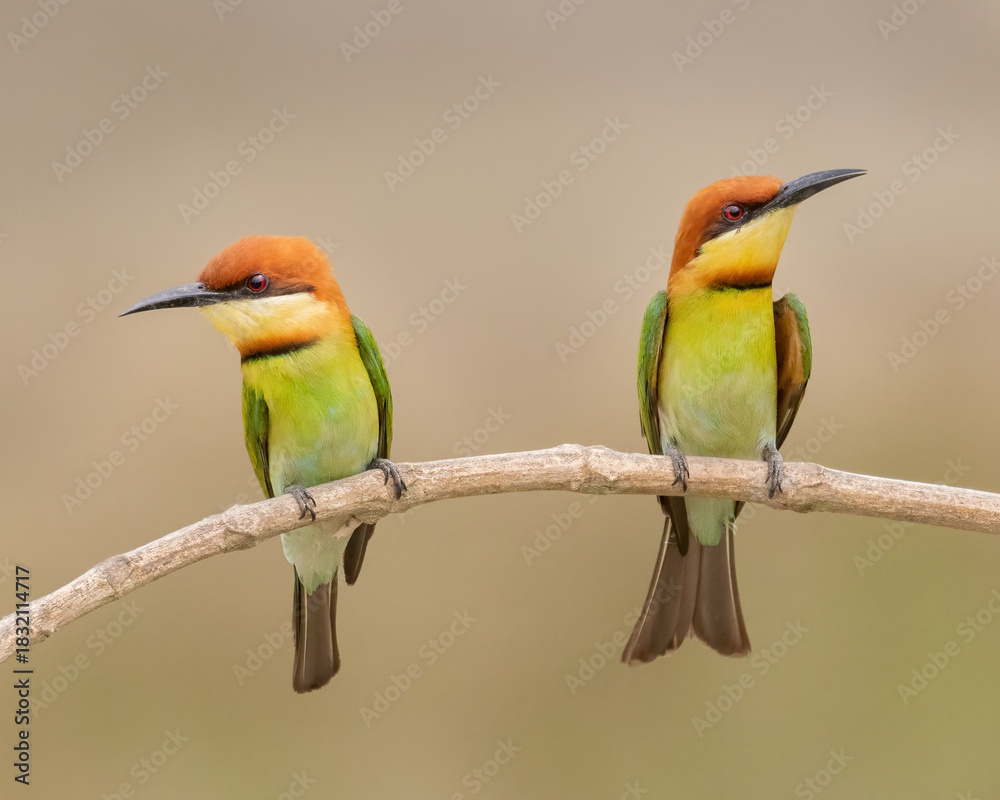 Obraz premium A pair of Chestnut-headed bee-eater (Merops leschenaulti) sitting on a branch in a blurred forest background. West Bengal, India