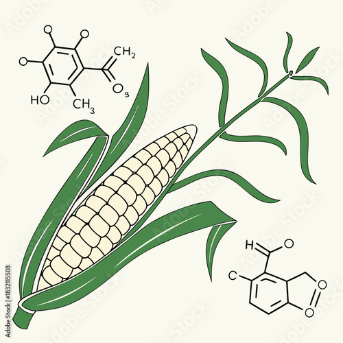 Illustration of a corn cob with its leaves alongside two chemical structures representing organic compounds