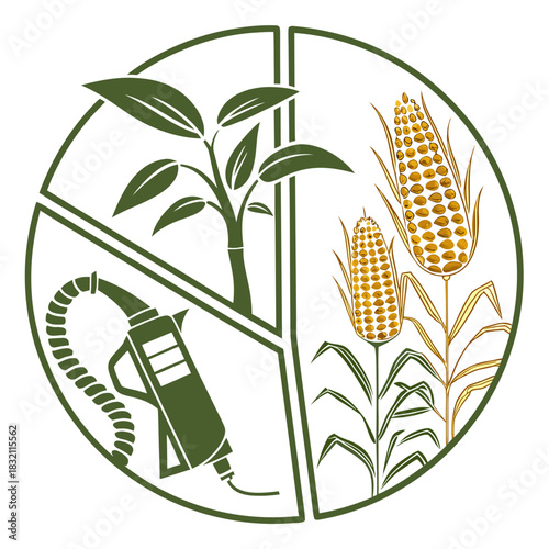 Biomass crops like corn and sugarcane are converted into renewable biofuels for sustainable energy production