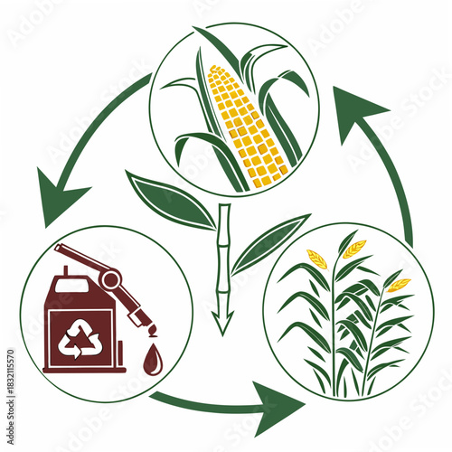 Biofuel production cycle from corn and sugarcane to renewable energy source