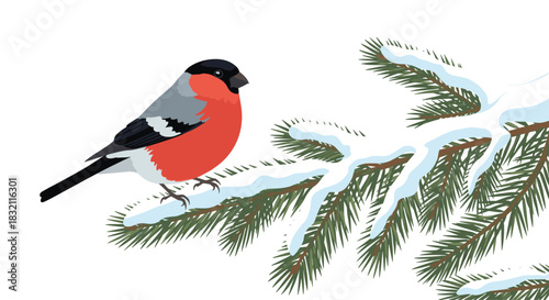 Beautiful bullfinch with bright red plumage sitting on a snow-covered fir branch against a clean white background vector.