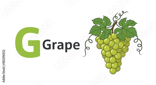 Educational alphabet illustration for the letter G, featuring the word "Grape" and a detailed drawing of green grapes on the vine.